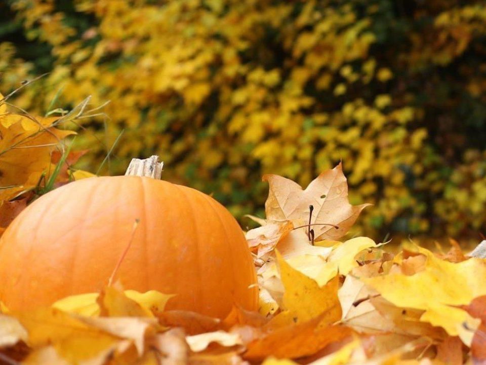 Harvest Festival